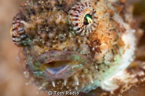 Spiny Pacific Lumpsucker Portrait
Puget Sound, WA, U.S.A. by Tom Radio 